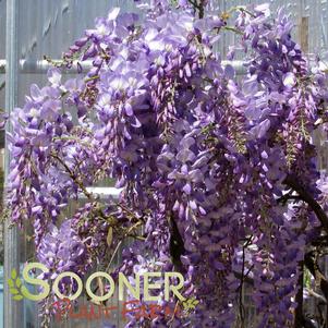 <em>Wisteria</em> <strong>LAVENDER FALLS WISTERIA</strong>:
