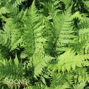 <em>Athyrium</em> <strong>LADY IN RED FERN</strong>:
