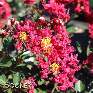 <em>Lagerstroemia</em> <strong>TIGHTWAD® CRAPEMYRTLE</strong>: