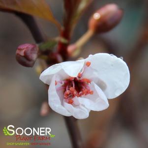<em>Aronia</em> <strong>AUTUMN MAGIC BLACK CHOKEBERRY</strong>: