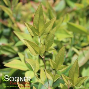 <em>Nandina</em> <strong>SUNRAY® NANDINA</strong>:
