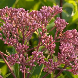 <em>Eupatorium</em> <strong>BABY JOE JOE PYE WEED</strong>: