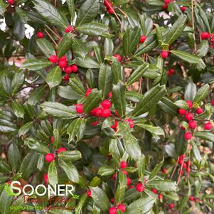 <em>Ilex</em> <strong>FOSTER HOLLY</strong>: