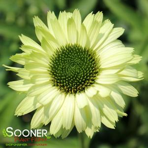 <em>Echinacea</em> <strong>GREEN JEWEL CONEFLOWER</strong>: