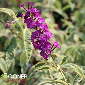 <em>Buddleia</em> <strong>HARLEQUIN BUTTERFLY BUSH</strong>: