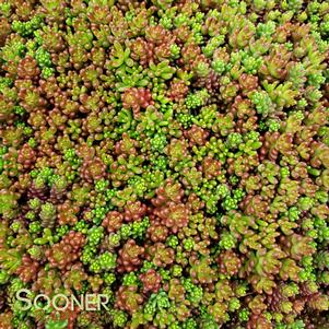 <em>Sedum</em> ORANGE ICE SEDUM: 