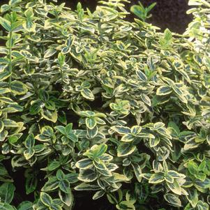 <em>Euonymus fortunei</em> <strong>EMERALD 'N GOLD EUONYMUS</strong>: