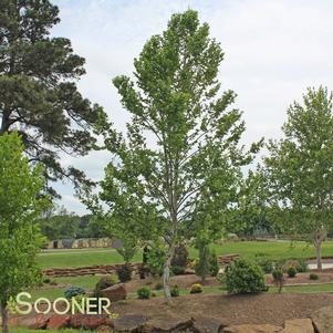 <em>Platanus</em> <strong>BLOODGOOD LONDON PLANETREE</strong>: