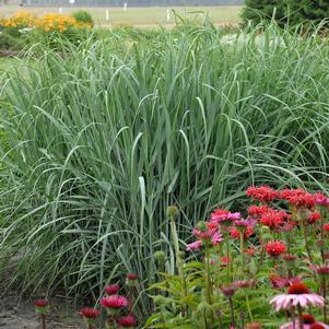 <em>Panicum</em> <strong>DEWEY BLUE SWITCH GRASS</strong>:
