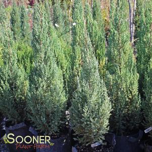<em>Juniperus</em> <strong>BLUE POINT JUNIPER</strong>: