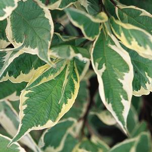 <em>Cornus</em> <strong>VARIEGATED DOGWOOD</strong>: