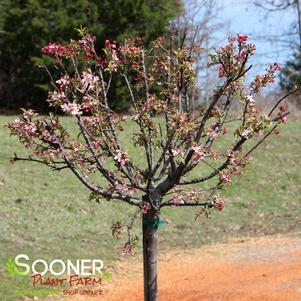 <em>Malus</em> <strong>CORALBURST CRABAPPLE</strong>: