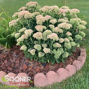 <em>Sedum</em> <strong>AUTUMN JOY SEDUM</strong>: