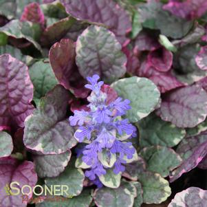 <em>Ajuga</em> <strong>BURGUNDY GLOW AJUGA</strong>: