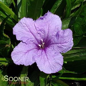 <em>Ruellia</em> <strong>KATIE PURPLE DWARF MEXICAN PETUNIA</strong>: