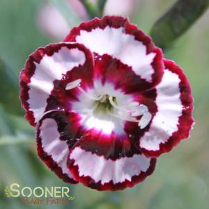 <em>Dianthus</em> <strong>RASPBERRY SWIRL DIANTHUS</strong>: