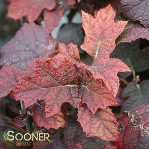 <em>Hydrangea</em> <strong>SIKES DWARF OAKLEAF HYDRANGEA</strong>: