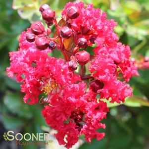 <em>Lagerstroemia</em> <strong>CENTENNIAL SPIRIT CRAPEMYRTLE</strong>: