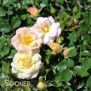 <em>Rosa</em> <strong>OSO EASY® HONEY BUN ROSE</strong>: