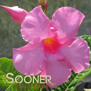 <em>Mandevilla</em> <strong>PINK MANDEVILLA</strong>:
