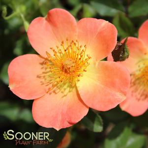 <em>Rosa</em> <strong>OSO EASY® PAPRIKA ROSE</strong>: