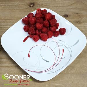 <em>Rubus</em> <strong>HERITAGE RASPBERRY</strong>: