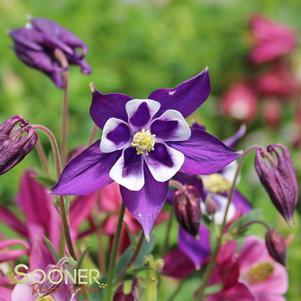 <em>Aquilegia</em> <strong>BIEDERMEIER COLUMBINE</strong>: