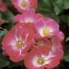 <em>Rosa</em> <strong>ROSE EASY ELEGANCE FIRECRACKER</strong>: