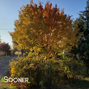 <em>Acer</em> <strong>SHANTUNG MAPLE</strong>: