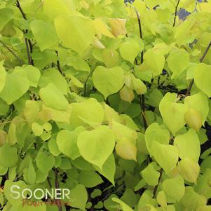 <em>Cercis</em> HEARTS OF GOLD REDBUD: 