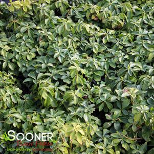 <em>Pachysandra</em> <strong>GREEN SHEEN PACHYSANDRA</strong>: