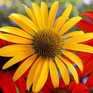 <em>Echinacea</em> <strong>MAC 'N CHEESE CONEFLOWER</strong>: