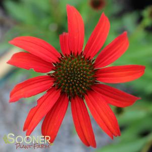 <em>Echinacea</em> <strong>TOMATO SOUP CONEFLOWER</strong>: