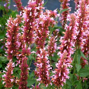 <em>Agastache</em> <strong>COTTON CANDY HYSSOP</strong>: