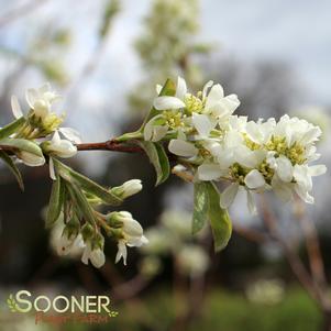 <em>Amelanchier</em> <strong>RAINBOW PILLAR® SERVICEBERRY</strong>: