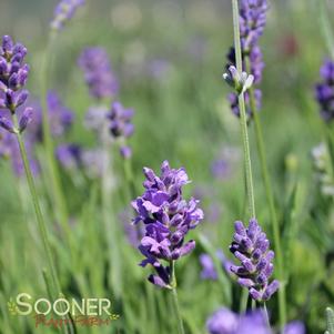 <em>Lavandula</em> <strong>MUNSTEAD LAVENDER</strong>: