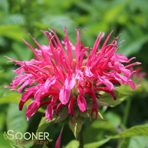 <em>Monarda</em> <strong>CORAL REEF BEEBALM</strong>: