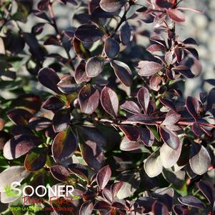 <em>Berberis</em> <strong>COMPACT CRIMSON PYGMY BARBERRY</strong>: