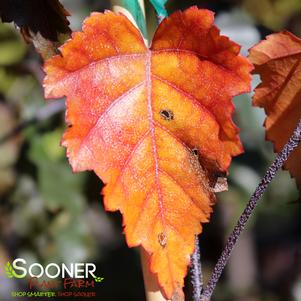 <em>Betula</em> <strong>ROYAL FROST BIRCH</strong>: