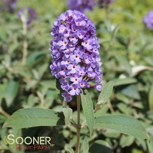 <em>Buddleia</em> <strong>ASIAN MOON STERILE BUTTERFLY BUSH</strong>: