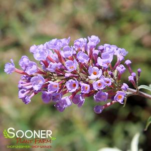 <em>Buddleia</em> <strong>NANHO BLUE BUTTERFLY BUSH</strong>: