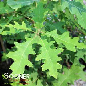 <em>Quercus</em> <strong>SCARLET OAK</strong>:
