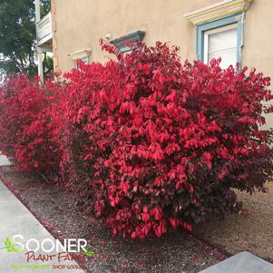 <em>Euonymus alatus</em> DWARF BURNING BUSH: 