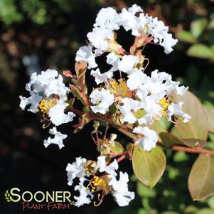 <em>Lagerstroemia</em> <strong>ACOMA CRAPEMYRTLE</strong>: