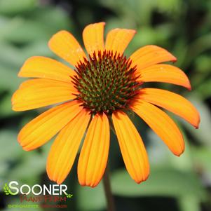 <em>Echinacea</em> <strong>TIKI TORCH CONEFLOWER</strong>: