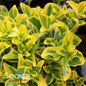 <em>Euonymus</em> <strong>GOLDEN EUONYMUS</strong>: