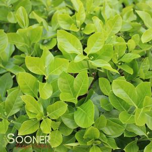 <em>Euonymus</em> <strong>MANHATTAN EUONYMUS</strong>: