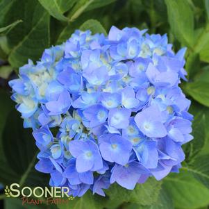 <em>Hydrangea</em> <strong>NANTUCKET BLUE™ HYDRANGEA</strong>: