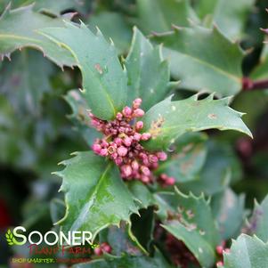 <em>Ilex</em> <strong>BLUE PRINCE HOLLY</strong>: