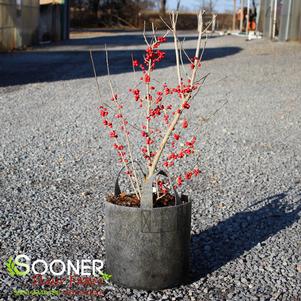 <em>Ilex</em> <strong>WARREN'S RED POSSUMHAW HOLLY</strong>: